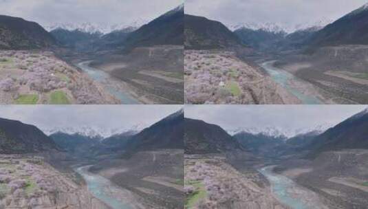 航拍桃花盛开的西藏林芝雅鲁藏布大峡谷高清在线视频素材下载