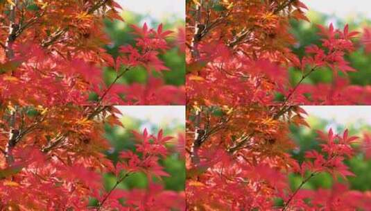 秋天江南园林庭院里枝繁叶茂的红色枫叶高清在线视频素材下载