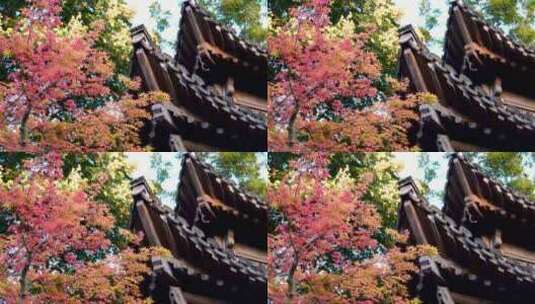 秋天江南园林古风亭台楼阁旁多色明亮的枫叶高清在线视频素材下载