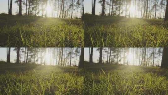 日出的阳光穿过森林高清在线视频素材下载