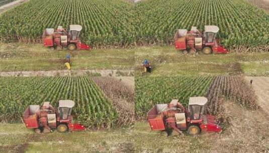 秋天收割机收割玉米高清在线视频素材下载