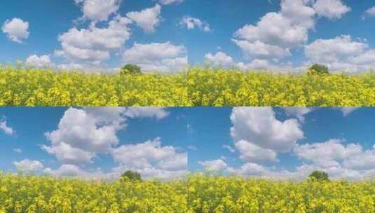 蓝天白云下的油菜花延时拍摄高清在线视频素材下载