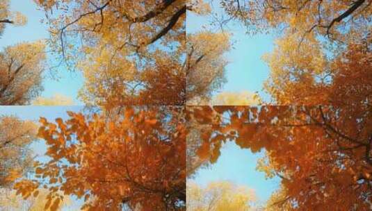秋季秋天的红叶高清在线视频素材下载