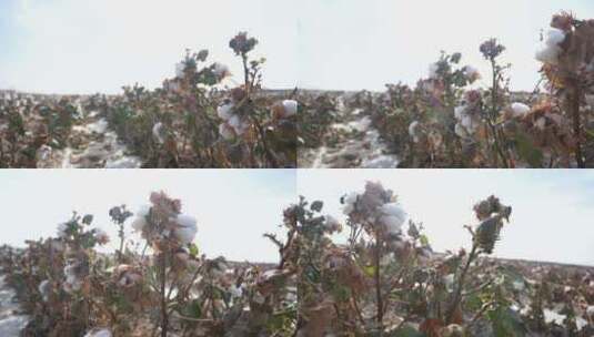 新疆棉花素材高清在线视频素材下载