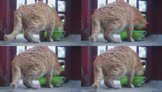 猫咪吃饭高清在线视频素材下载