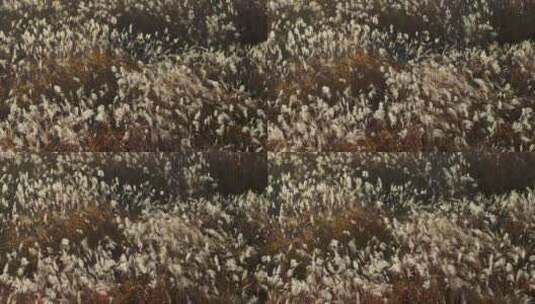 江南湿地田园秋色秋天芦苇芦苇花盛开高清在线视频素材下载
