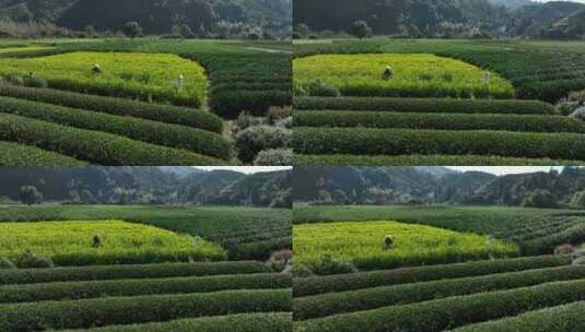 茶叶茶园武夷山茶庄大自然茶园高清在线视频素材下载