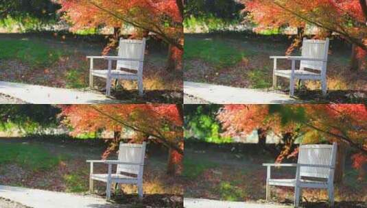 红色枫叶慢镜头飘落舒缓空镜头高清在线视频素材下载