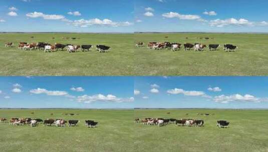 航拍呼伦贝尔草原牛群914高清在线视频素材下载