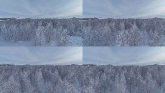 航拍雪域雪原桦林雾凇高清在线视频素材下载
