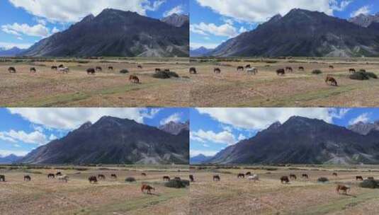 西藏草原航拍高清在线视频素材下载