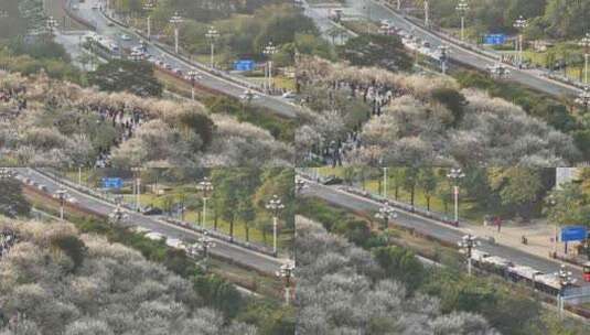 中国广东省广州市黄埔区市民广场梅花高清在线视频素材下载