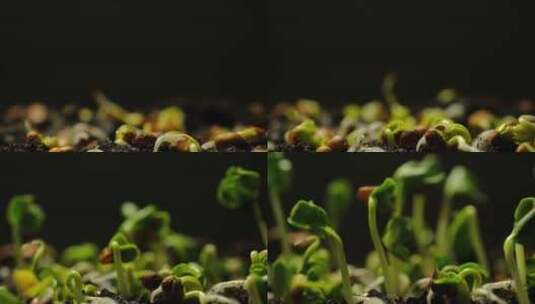 延时拍摄春天种子发芽破土而出唯美动态视频高清在线视频素材下载