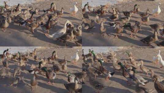 一大群农村散养放养的鸭子高清在线视频素材下载