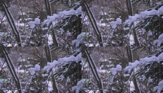 意大利阿布鲁佐瓜达格雷白雪覆盖的树木高清在线视频素材下载