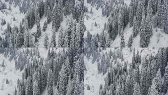 森林冬季白雪皑皑高清在线视频素材下载