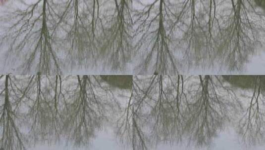 唯美水面树的倒影形成了天然的素描画高清在线视频素材下载