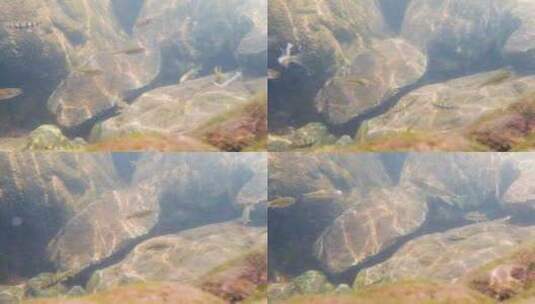 河边小溪河底海底水下世界流水岩石光影升格高清在线视频素材下载