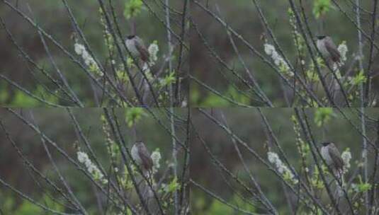春天，嫩芽，春雨淋树叶，雨中的小鸟，李花高清在线视频素材下载