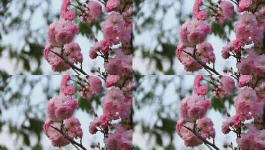 春分时节盛开的日本晚樱花实拍高清在线视频素材下载