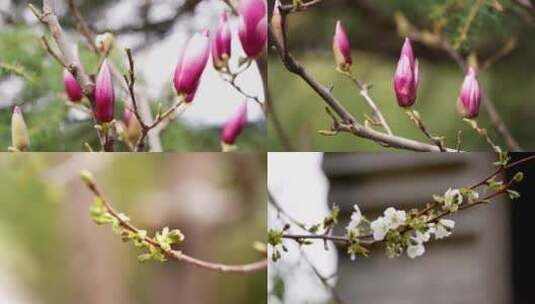 玉兰花盛开高清在线视频素材下载