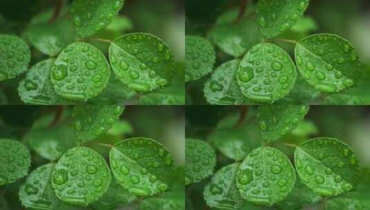 春天雨天植物叶子雨滴雨水的自然治愈风景高清在线视频素材下载