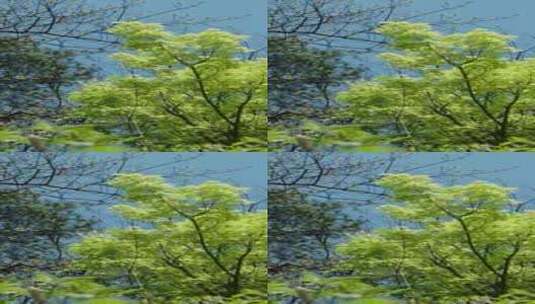 春日晴天的树高清在线视频素材下载