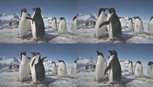 企鹅拍打翅膀的特写镜头。南极洲。高清在线视频素材下载
