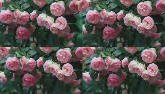 唯美粉龙 粉色蔷薇花高清在线视频素材下载