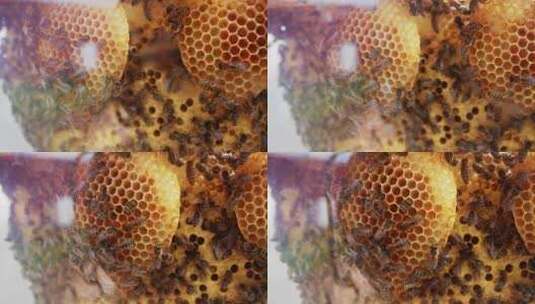 蜜蜂蜂巢高清在线视频素材下载