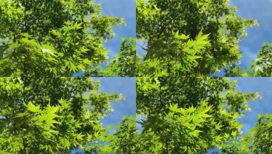 春天阳光下生长的绿色枫树枝叶随风摆动高清在线视频素材下载