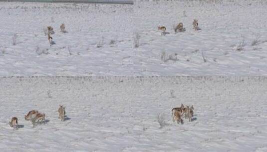 航拍新疆阿勒泰冬季积雪草原上鹅喉羚奔跑高清在线视频素材下载