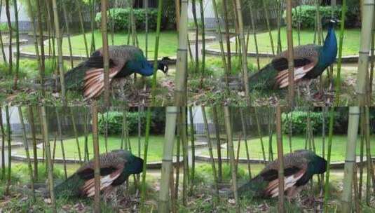 竹林里的一只孔雀高清在线视频素材下载