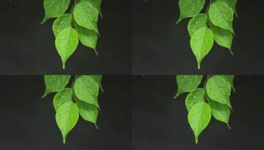 （慢镜）下雨天挂着水珠的绿叶微距特写高清在线视频素材下载