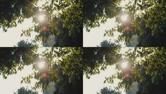 微电影宣传片开头阳光撒进树间高清在线视频素材下载