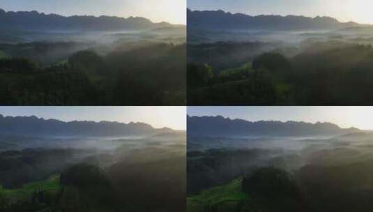 航拍山区云雾缭绕的生态有机茶园高清在线视频素材下载