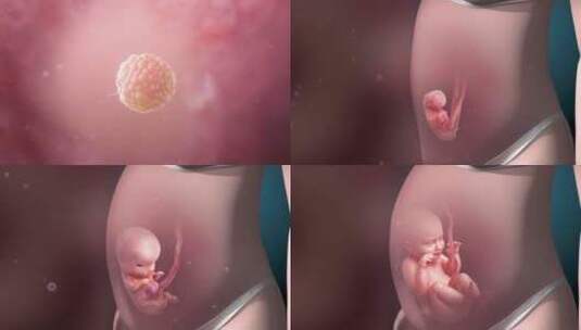 孕育生命 胚胎发育 婴儿 胎儿 精致卵子高清在线视频素材下载