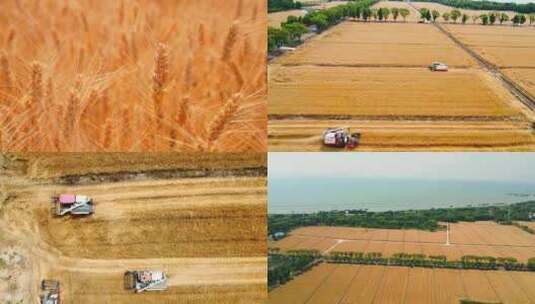 麦子天空 小麦生长 丰收 麦浪 收割高清在线视频素材下载
