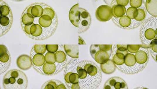 绿藻球藻单细胞生物微距特写高清在线视频素材下载