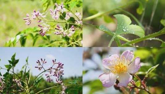 花草 大自然 雨后清晨 阳光树叶高清在线视频素材下载