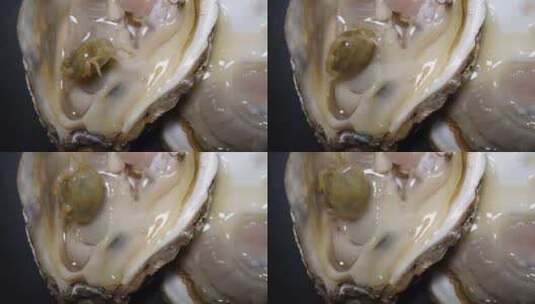 生蚝里的寄生小螃蟹豆蟹海洋生物高清在线视频素材下载