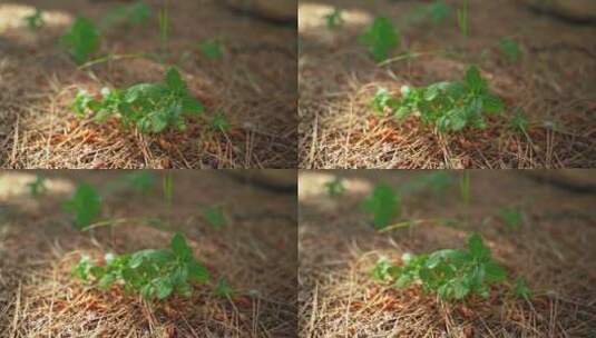 棕色草地上的植物特写镜头高清在线视频素材下载