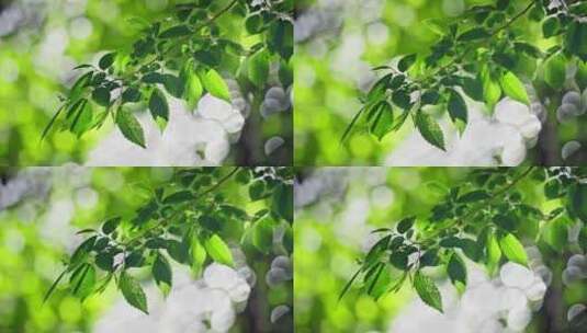 夏天阳光下的绿叶清新空镜高清在线视频素材下载