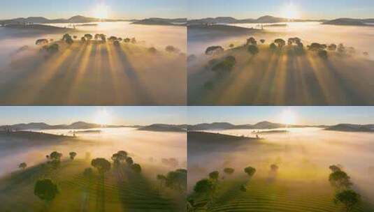 唯美茶山高清在线视频素材下载