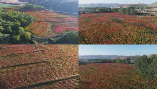 【4K画质】高新农业藜麦种植基地航拍高清在线视频素材下载