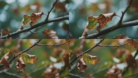 树枝上的秋日枯叶特写高清在线视频素材下载