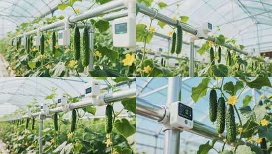 温室大棚内黄瓜种植素材高清在线视频素材下载