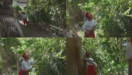 少数民族女子持棍于绿植间高清在线视频素材下载