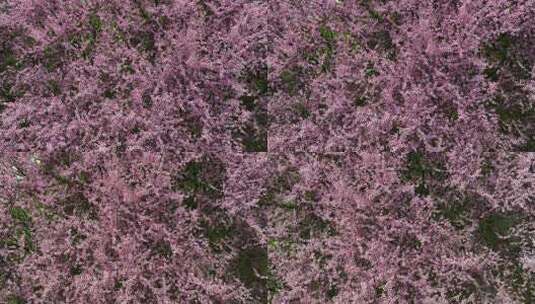 春天公园里大片紫红色梅花盛开高清在线视频素材下载