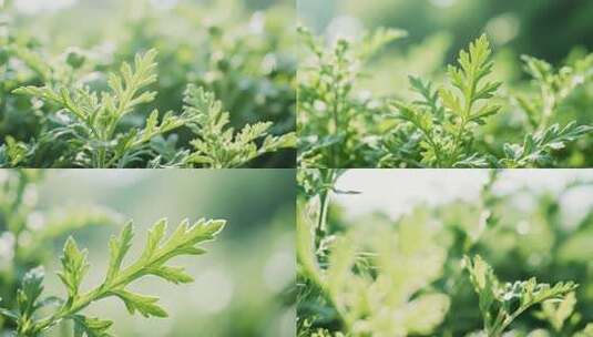 艾草植物特写高清在线视频素材下载